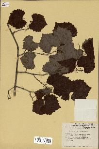 spécimen de Vitis rotundifolia