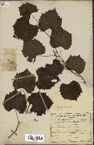 spécimen de Vitis rotundifolia