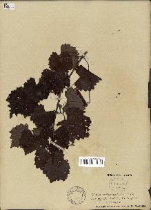 spécimen de Vitis rotundifolia