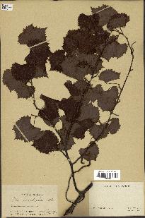 spécimen de Vitis rotundifolia