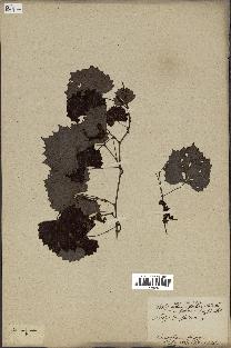 spécimen de Vitis rotundifolia