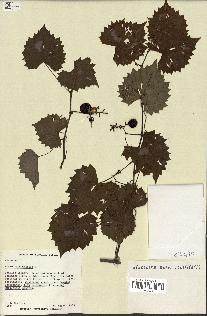 spécimen de Vitis rotundifolia