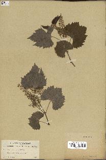 spécimen de Vitis riparia