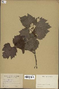 spécimen de Vitis riparia