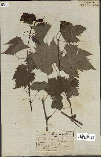 spécimen de Vitis riparia