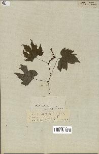 spécimen de Vitis riparia