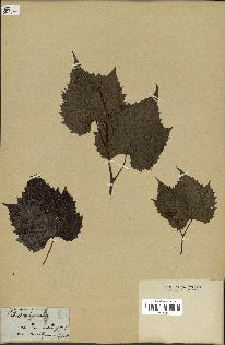 spécimen de Vitis riparia
