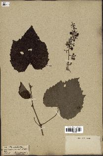 spécimen de Vitis riparia