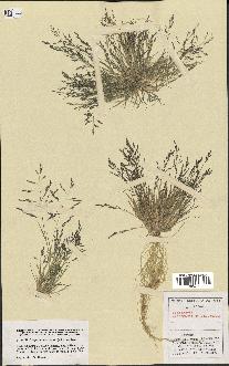 spécimen de Eragrostis pectinacea