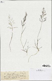 spécimen de Eragrostis pilosa