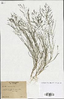 spécimen de Eragrostis pectinacea