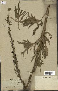 spécimen de Aconitum napellus