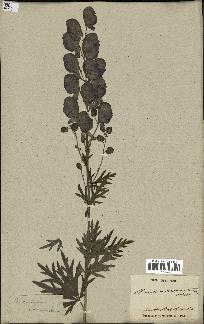 spécimen de Aconitum napellus