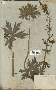 spécimen de Aconitum lycoctonum