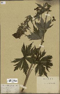 spécimen de Aconitum lycoctonum