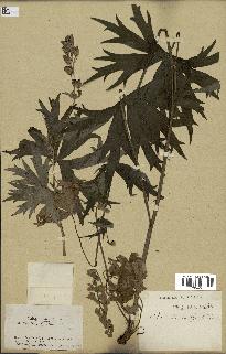 spécimen de Aconitum lycoctonum