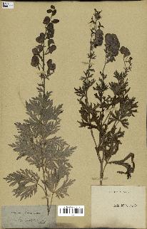 spécimen de Aconitum napellus