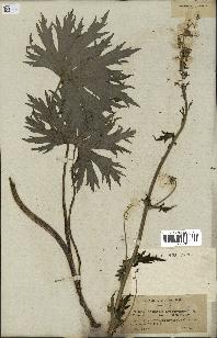 spécimen de Aconitum lycoctonum