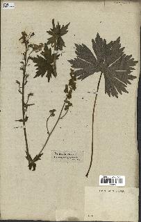spécimen de Aconitum lycoctonum