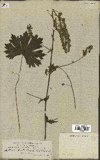 spécimen de Aconitum lycoctonum
