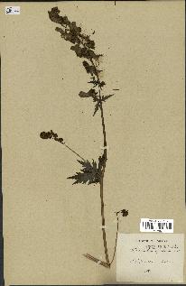 spécimen de Aconitum lycoctonum