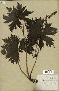spécimen de Aconitum lycoctonum