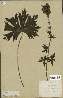 spécimen de Aconitum lycoctonum
