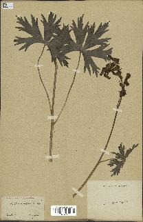 spécimen de Aconitum lycoctonum