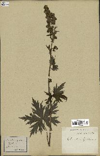 spécimen de Aconitum lycoctonum