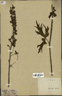 spécimen de Aconitum lycoctonum