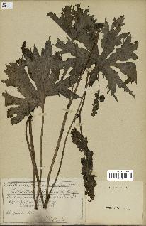 spécimen de Aconitum lycoctonum