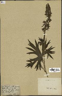spécimen de Aconitum lycoctonum