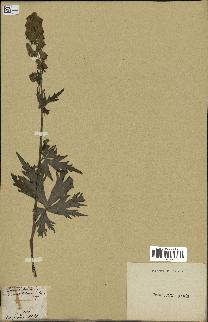 spécimen de Aconitum lycoctonum