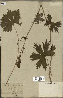 spécimen de Aconitum lycoctonum