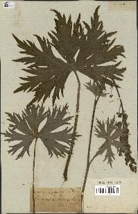 spécimen de Aconitum lycoctonum