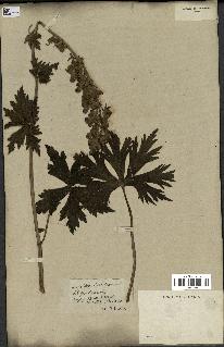 spécimen de Aconitum lycoctonum
