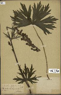 spécimen de Aconitum lycoctonum