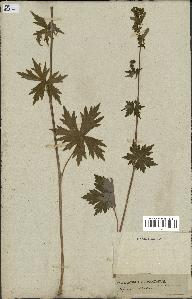 spécimen de Aconitum lycoctonum