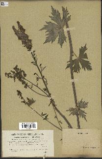 spécimen de Aconitum lycoctonum