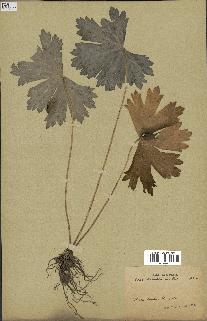 spécimen de Aconitum lycoctonum