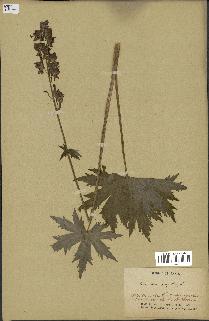 spécimen de Aconitum lycoctonum