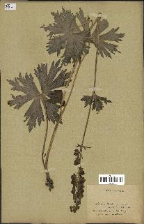 spécimen de Aconitum lycoctonum