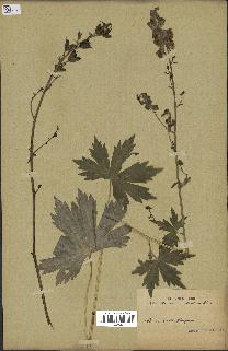 spécimen de Aconitum lycoctonum