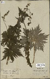 spécimen de Aconitum lycoctonum