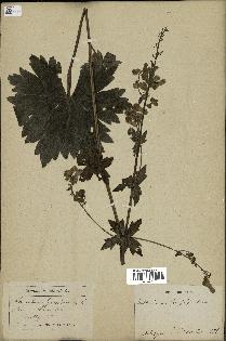 spécimen de Aconitum lycoctonum