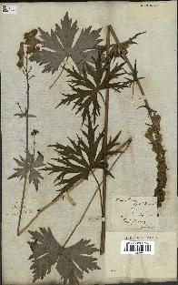 spécimen de Aconitum lycoctonum
