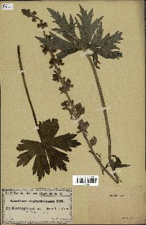 spécimen de Aconitum lycoctonum
