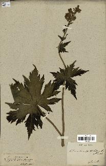 spécimen de Aconitum lycoctonum