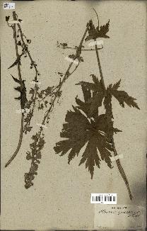 spécimen de Aconitum lycoctonum
