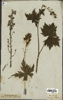 spécimen de Aconitum lycoctonum